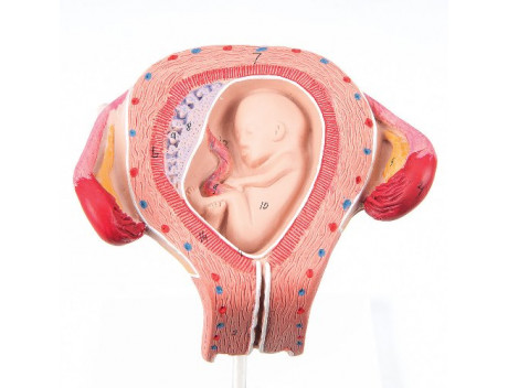 Anatomisch model L10-3, foetus 3e maand 