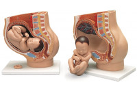 3b scientific anatomisch model uterus met foetus 9e maand l20