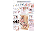 Anatomie poster zwangerschap 70x100cm al118