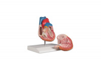 Anatomisch model hart 2delig opstatief op ware grootte 8x8x14cm g210