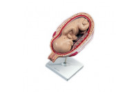 3b scientific anatomisch model uterus met foetus 7e maand l10/8