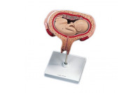 3b scientific anatomisch model uterus met foetus 5e maand l10/6