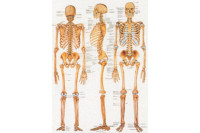 Wandplaat menselijk skelet 70x100cm al102